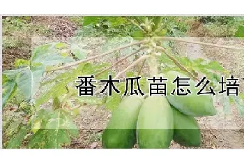 番木瓜苗怎么培育