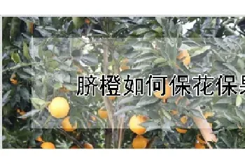 脐橙如何保花保果