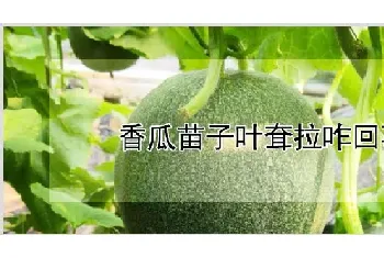 香瓜苗子叶耷拉咋回事