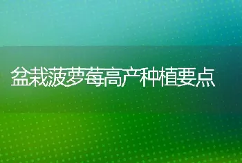 盆栽菠萝莓高产种植要点