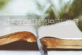 越冬茬西红柿套种前后咋管理