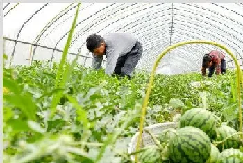 大棚西瓜种植技术9个技巧分享