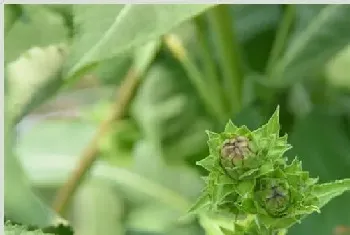 土木香的人工种植技术