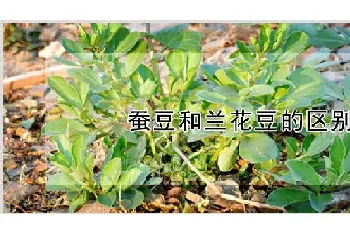 蚕豆和兰花豆的区别