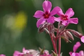 多年宿根花卉有哪些?