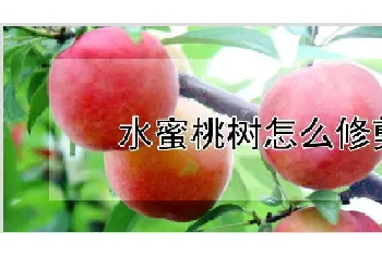 水蜜桃树怎么修剪