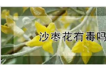 沙枣花有毒吗