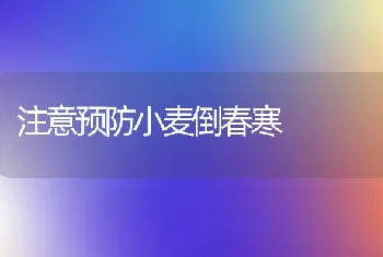 注意预防小麦倒春寒