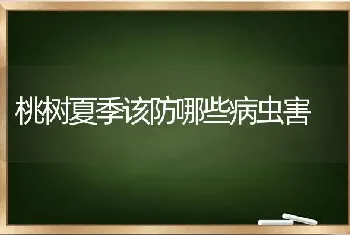 桃树夏季该防哪些病虫害