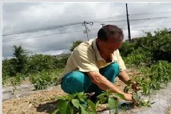 辣椒整枝打杈有什么作用？