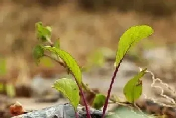 苔菜种植时间与生长周期?