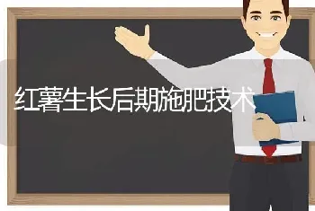 红薯生长后期施肥技术