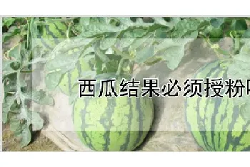 西瓜结果必须授粉吗