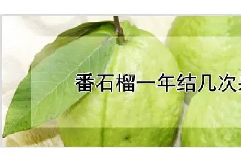 番石榴一年结几次果