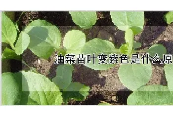 油菜苗叶变紫色是什么原因