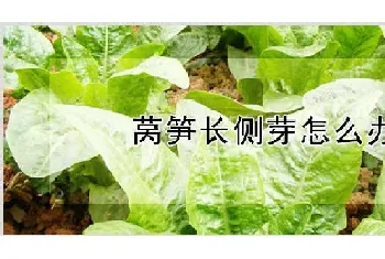 莴笋长侧芽怎么办