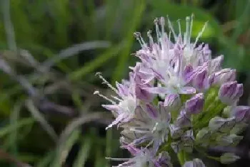 害子是什么植物?