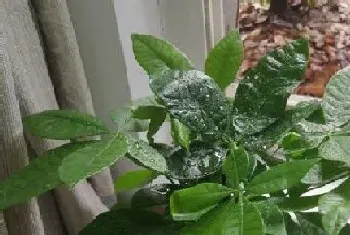 发财树是木本植物吗?