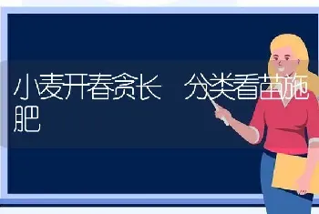 小麦开春贪长 分类看苗施肥