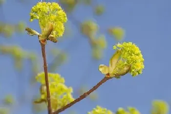 榆树几月开花结果,什么时候开花结果?