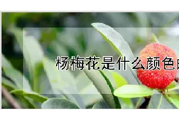 杨梅花是什么颜色的