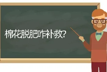 棉花脱肥咋补救?