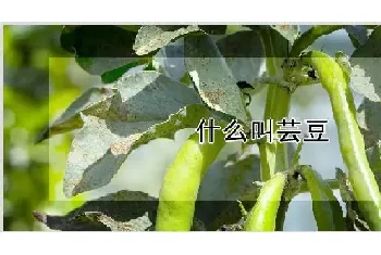 什么叫芸豆