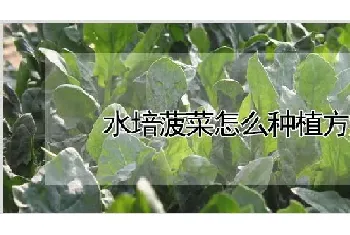 水培菠菜怎么种植方法