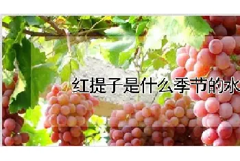 红提子是什么季节的水果