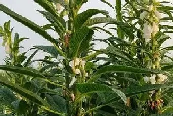 春芝麻种植时间和方法?