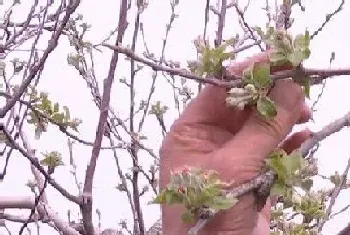 苹果盆栽怎么修剪方法?苹果盆栽修剪注意事项