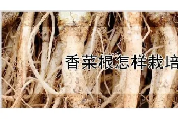 香菜根怎样栽培