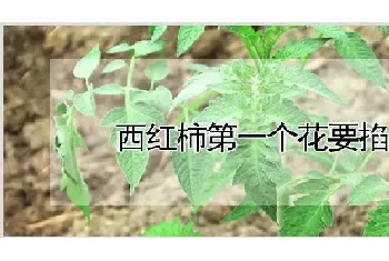 西红柿第一个花要掐吗