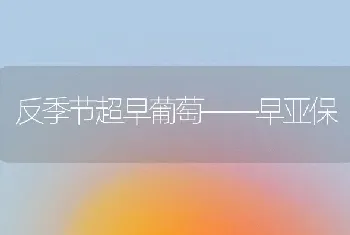 反季节超早葡萄——早亚保