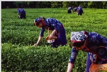 茶树采摘后怎么管理