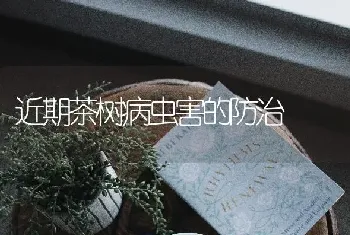 近期茶树病虫害的防治