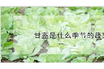 甘蓝是什么季节的蔬菜