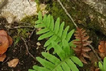 槲厥是常绿植物吗?