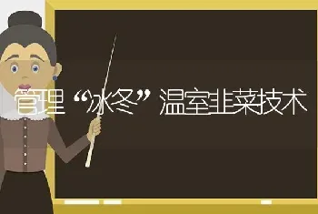 管理“冰冬”温室韭菜技术