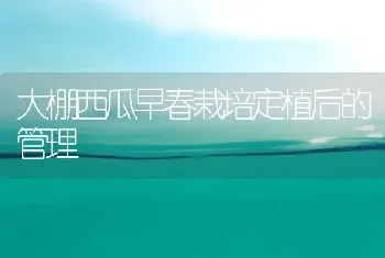 大棚西瓜早春栽培定植后的管理