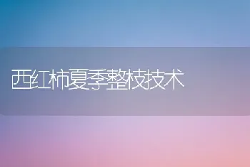 西红柿夏季整枝技术