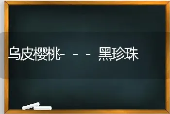 乌皮樱桃---黑珍珠