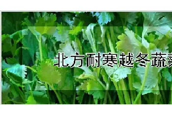 北方耐寒越冬蔬菜