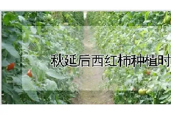 秋延后西红柿种植时间