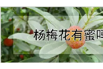 杨梅花有蜜吗