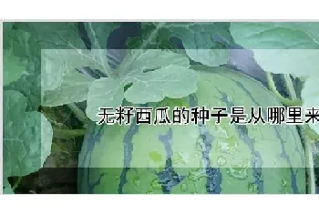 无籽西瓜的种子是从哪里来的