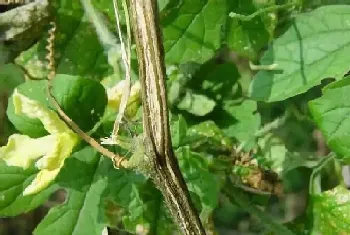 黄瓜蔓枯病治疗方法,黄瓜的蔓枯病用什么药防治效果最好?