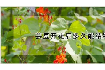 芸豆开花后多久能结果