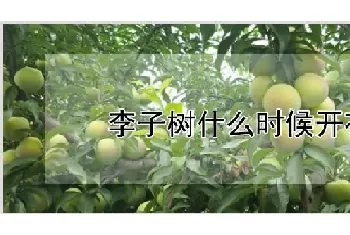 李子树什么时候开花