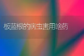 板蓝根的病虫害用啥药